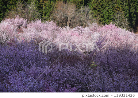 A breathtaking view of mountain cherry blossoms painted in a gradient of spring colors | Sakura Pass (Kitashiobara Village, Fukushima Prefecture) A breathtaking view of mountain cherry blossoms painted in a gradient of spring colors | Sakura Pass (Kitashiobara Village, Fukushima Prefecture) 139321426