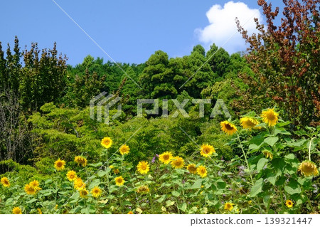 【神奈川縣】夏日藍天與金黃花朵 139321447