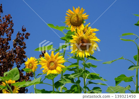 [Kanagawa Prefecture] Sunflowers blooming towards the blue sky 139321450