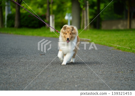 Shetland Sheepdog on a walk Shetland Sheepdog on a walk 139321453