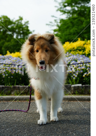 Shetland Sheepdogs alongside flowers Shetland Sheepdogs alongside flowers 139321460