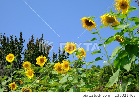 [Kanagawa Prefecture] Sunflowers and blue sky 139321463