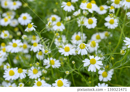 A field of chamomile flowers in spring. A field of chamomile flowers in spring. 139321471