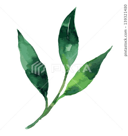 春季草本植物及其葉子的水彩插圖。 春季草本植物及其葉子的水彩插圖。 139321480