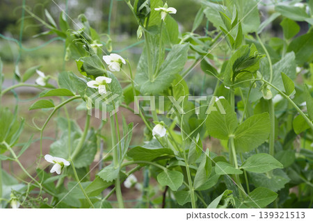 A field of pea flowers in the vegetable garden in early summer. A field of pea flowers in the vegetable garden in early summer. 139321513
