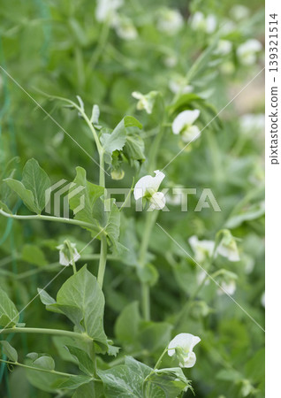 A field of pea flowers in the vegetable garden in early summer. A field of pea flowers in the vegetable garden in early summer. 139321514