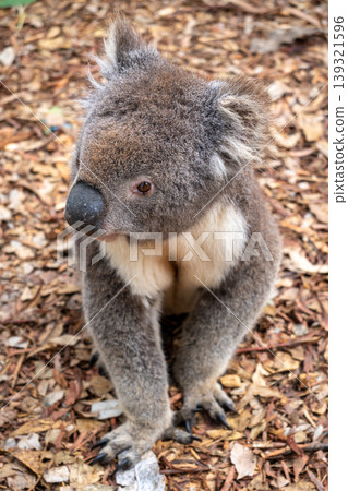 Koala sitting on a bed of dry leaves on Kangaroo Island Koala sitting on a bed of dry leaves on Kangaroo Island 139321596