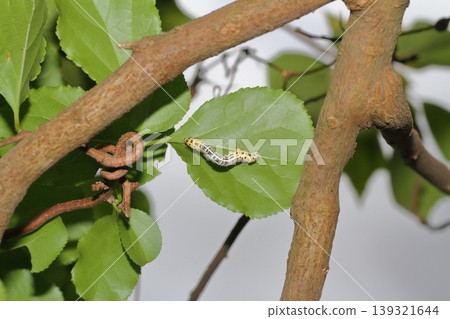 A larva of the broad-banded geometrid moth, perched on a leaf, preparing to pupate. A larva of the broad-banded geometrid moth, perched on a leaf, preparing to pupate. 139321644