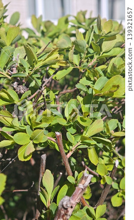Close-up image of green shrub leaves with visible branches and sunlight illuminating the foliage, highlighting the natural beauty and texture of the plant Close-up image of green shrub leaves with visible branches and sunlight illuminating the foliage, highlighting the natural beauty and texture of the plant 139321657