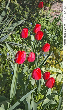 Red tulips stand tall in a garden, surrounded by lush green leaves and small blue flowers, illuminated by bright sunlight in a spring environment Red tulips stand tall in a garden, surrounded by lush green leaves and small blue flowers, illuminated by bright sunlight in a spring environment 139321660