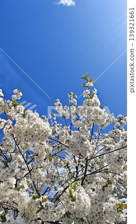 Cherry blossom branches filled with white flowers are set against a bright blue sky, with sunlight creating a vibrant atmosphere in the scene 139321661