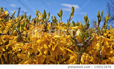 Forsythia flowers in full bloom with bright yellow petals and green leaves against a clear blue sky, highlighting the beauty of springtime nature Forsythia flowers in full bloom with bright yellow petals and green leaves against a clear blue sky, highlighting the beauty of springtime nature 139321676
