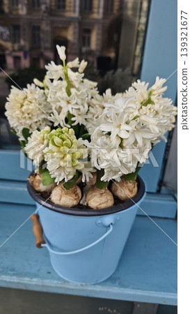 White hyacinth flowers in a blue bucket are positioned near a window, with a soft-focus urban scene visible in the background White hyacinth flowers in a blue bucket are positioned near a window, with a soft-focus urban scene visible in the background 139321677