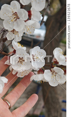 Close-up of white cherry blossom flowers with a human hand gently touching the petals, showcasing delicate details and natural beauty in a garden setting 139321678