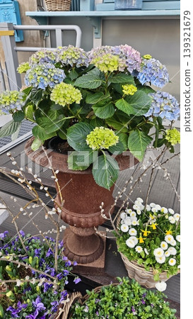 Hydrangea plant with blue and green flowers in a brown pot, placed on a wooden table alongside blooming pansies and daisies in a garden environment Hydrangea plant with blue and green flowers in a brown pot, placed on a wooden table alongside blooming pansies and daisies in a garden environment 139321679