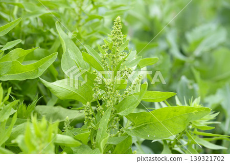 Spinach flower field Spinach flower field 139321702