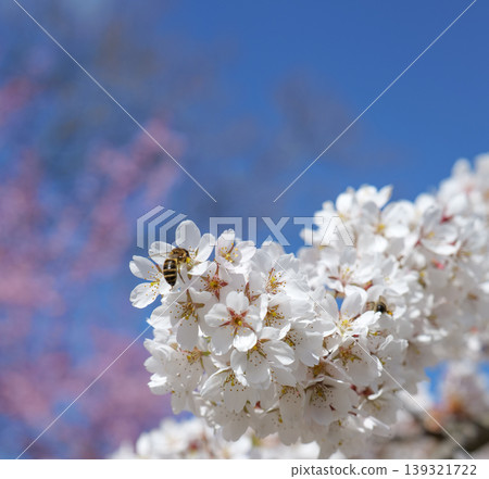 Bee collecting pollen on white blossoms in spring garden. Bee collecting pollen on white blossoms in spring garden. 139321722