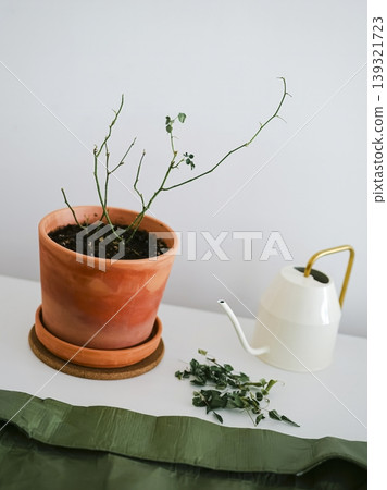 Terracotta pot with a plant beside a green transplanting mat, creating a minimalist home gardening aesthetic. 139321723
