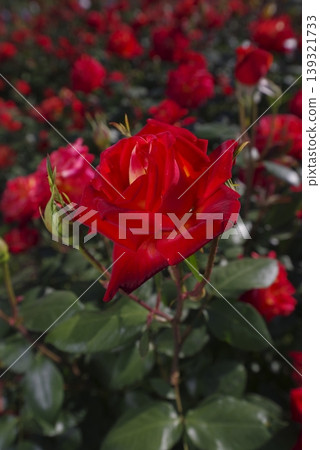 Red rose flowers are in bloom in the rose garden. The name of this rose is Nishiki-e. 139321733