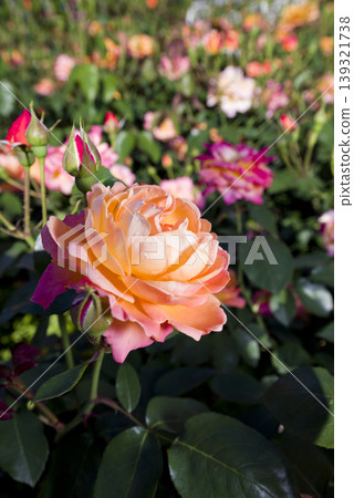 Red and yellow roses are in bloom in the rose garden. The name of this rose is Subneil de Anne Frank. Red and yellow roses are in bloom in the rose garden. The name of this rose is Subneil de Anne Frank. 139321738