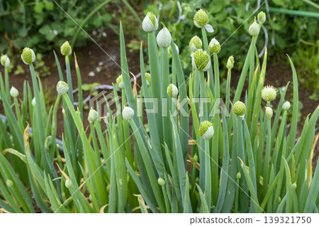 A field of scallions in early summer, with the flowers beginning to bloom. A field of scallions in early summer, with the flowers beginning to bloom. 139321750