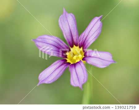 Beautiful wild garden sweet flag Beautiful wild garden sweet flag 139321759
