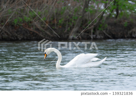 White Swan Swimming On Lake  139321836