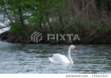White Swan Swimming On Lake White Swan Swimming On Lake 139321837