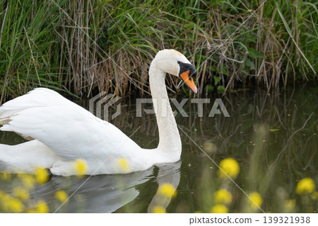 White Swan Swimming On Lake White Swan Swimming On Lake 139321938
