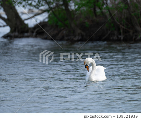 White Swan Swimming On Lake 139321939