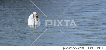 White Swan Swimming On Lake White Swan Swimming On Lake 139321941