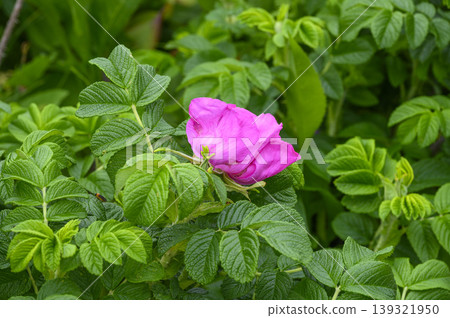 A field of Japanese roses in spring 139321950