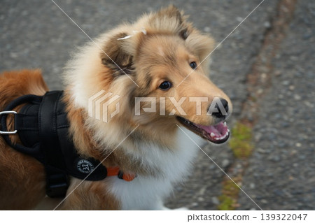 shetland sheepdog staring shetland sheepdog staring 139322047