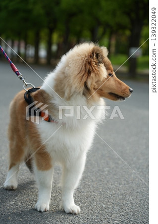 A Shetland Sheepdog looking into the distance A Shetland Sheepdog looking into the distance 139322049