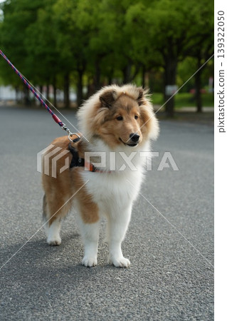 一隻設得蘭牧羊犬眺望遠方。 一隻設得蘭牧羊犬眺望遠方。 139322050