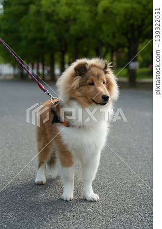 A Shetland Sheepdog looking into the distance A Shetland Sheepdog looking into the distance 139322051