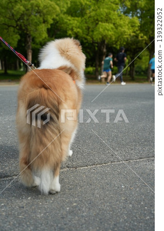 A Shetland Sheepdog looking into the distance A Shetland Sheepdog looking into the distance 139322052