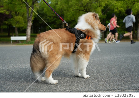 A Shetland Sheepdog looking into the distance A Shetland Sheepdog looking into the distance 139322053