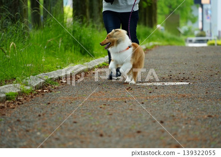 A Shetland Sheepdog running with its owner in a park. A Shetland Sheepdog running with its owner in a park. 139322055