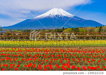 (Yamanashi Prefecture) Mount Fuji can be seen from Hananomiyako Park, where colorful tulips are in bloom. (Yamanashi Prefecture) Mount Fuji can be seen from Hananomiyako Park, where colorful tulips are in bloom. 139322110