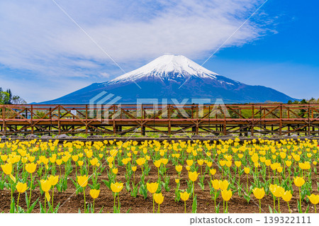 (山梨縣)從花之宮湖公園可以看到富士山,那裡盛開著五彩繽紛的鬱金香。 (山梨縣)從花之宮湖公園可以看到富士山,那裡盛開著五彩繽紛的鬱金香。 139322111