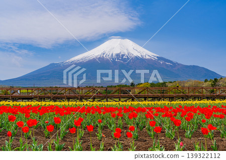 (Yamanashi Prefecture) Mount Fuji can be seen from Hananomiyako Park, where colorful tulips are in bloom. (Yamanashi Prefecture) Mount Fuji can be seen from Hananomiyako Park, where colorful tulips are in bloom. 139322112