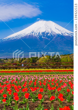 (Yamanashi Prefecture) Mount Fuji can be seen from Hananomiyako Park, where colorful tulips are in bloom. (Yamanashi Prefecture) Mount Fuji can be seen from Hananomiyako Park, where colorful tulips are in bloom. 139322113