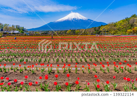 (Yamanashi Prefecture) Mount Fuji can be seen from Hananomiyako Park, where colorful tulips are in bloom. (Yamanashi Prefecture) Mount Fuji can be seen from Hananomiyako Park, where colorful tulips are in bloom. 139322114