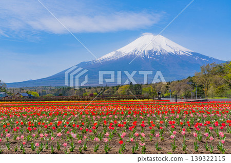 (Yamanashi Prefecture) Mount Fuji can be seen from Hananomiyako Park, where colorful tulips are in bloom. (Yamanashi Prefecture) Mount Fuji can be seen from Hananomiyako Park, where colorful tulips are in bloom. 139322115