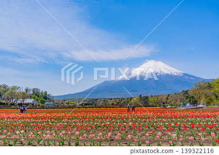 (Yamanashi Prefecture) Mount Fuji can be seen from Hananomiyako Park, where colorful tulips are in bloom. (Yamanashi Prefecture) Mount Fuji can be seen from Hananomiyako Park, where colorful tulips are in bloom. 139322116