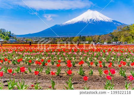 (Yamanashi Prefecture) Mount Fuji can be seen from Hananomiyako Park, where colorful tulips are in bloom. (Yamanashi Prefecture) Mount Fuji can be seen from Hananomiyako Park, where colorful tulips are in bloom. 139322118