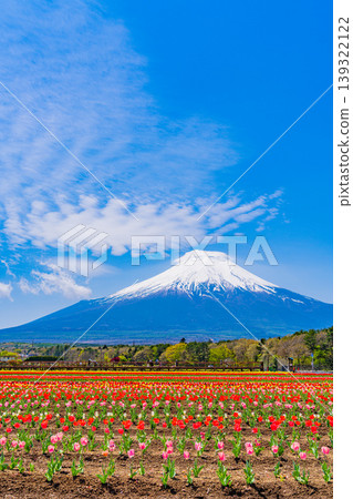 (Yamanashi Prefecture) Mount Fuji can be seen from Hananomiyako Park, where colorful tulips are in bloom. (Yamanashi Prefecture) Mount Fuji can be seen from Hananomiyako Park, where colorful tulips are in bloom. 139322122