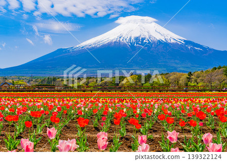 （山梨縣）從花之宮湖公園可以看到富士山，那裡盛開著五彩繽紛的鬱金香。 139322124