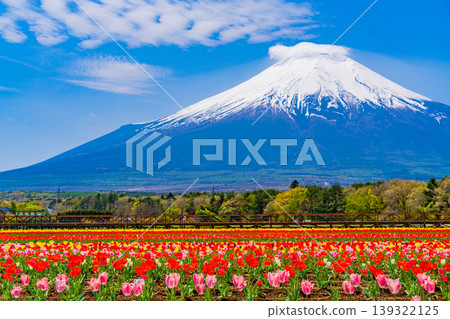 （山梨縣）從花之宮湖公園可以看到富士山，那裡盛開著五彩繽紛的鬱金香。 139322125